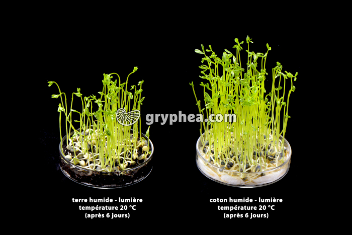 Germination des lentilles - rôle du substrat (2) - gryphea.com